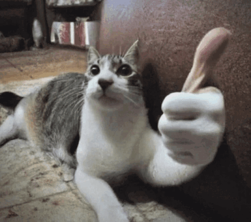 purrever thumbs up
